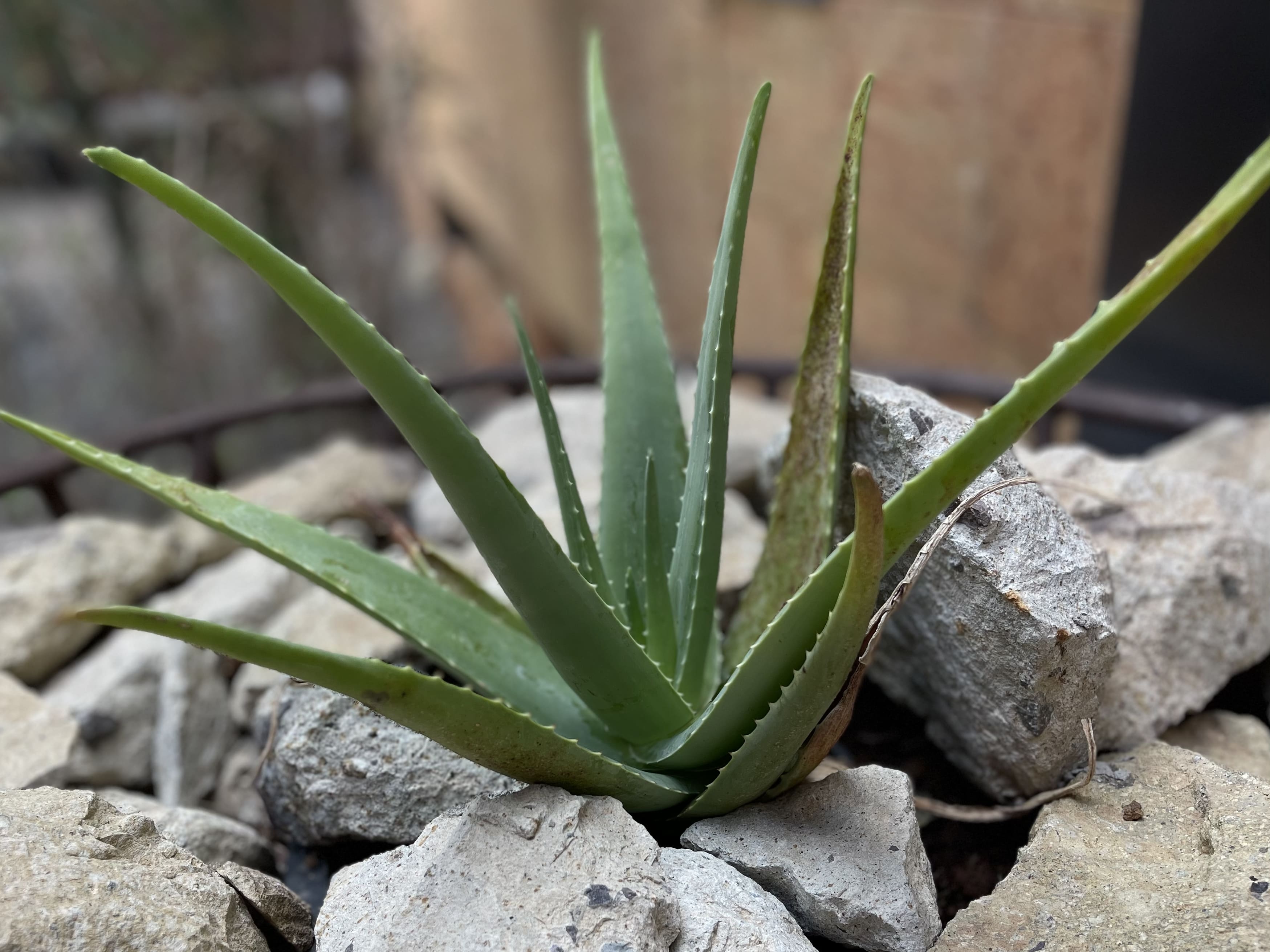 Aloe Antiestrés Facial